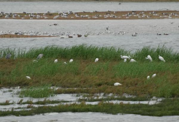 北戴河湿地候鸟的天堂 北戴河湿地候鸟的天堂