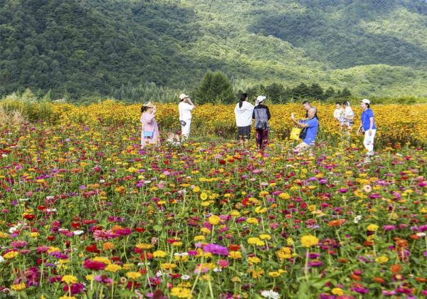 重庆巫溪：红池坝上迎客来
