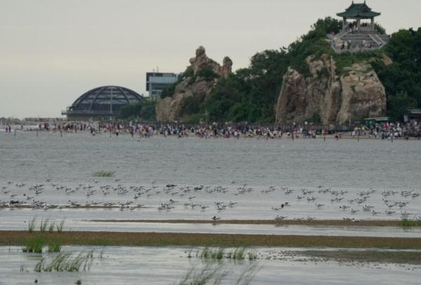 北戴河湿地候鸟的天堂 北戴河湿地候鸟的天堂