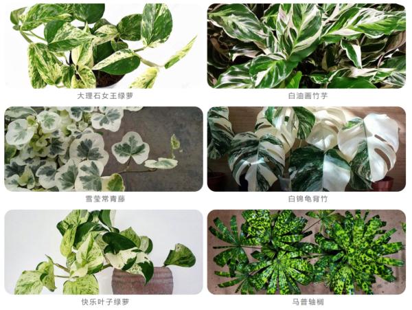 上海一盆市价10万的多肉被偷，网友评论炸锅了！真有这么贵吗？