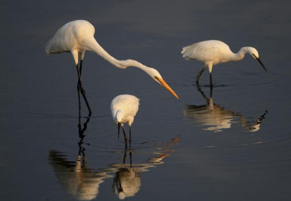 北戴河湿地候鸟的天堂 北戴河湿地候鸟的天堂