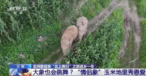 “大象食堂”开张了!云南野生亚洲象数量已超300头…… “大象食堂”开张了!云南野生亚洲象数量已超300头……