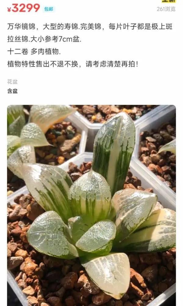 上海一盆市价10万的多肉被偷，网友评论炸锅了！真有这么贵吗？