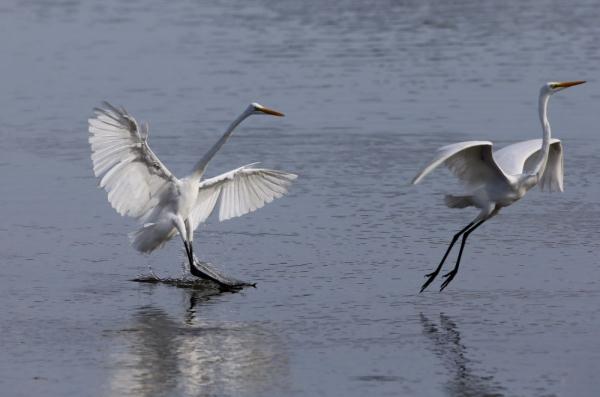 北戴河湿地候鸟的天堂 北戴河湿地候鸟的天堂