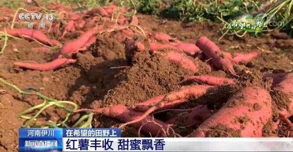 在希望的田野上 | 河南伊川红薯喜迎丰收 新技术带动农户增收致富