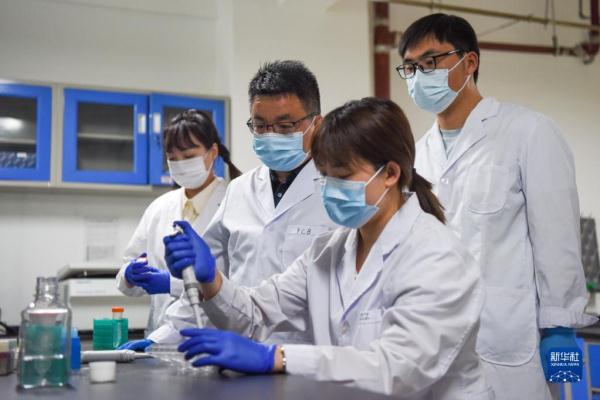 科学家让新疆绵羊尾巴变短了 基因编辑短尾细毛羊新种质首获成功