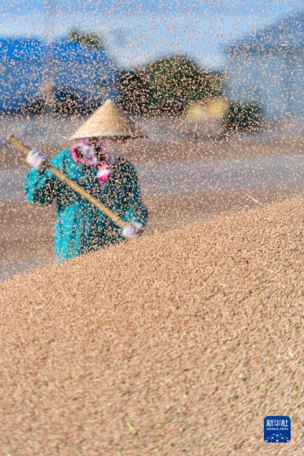 黑龙江垦区：小麦收获全面展开
