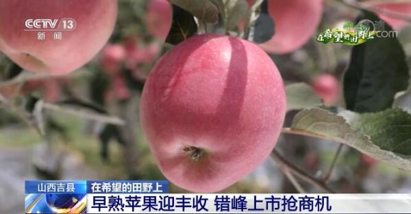 在希望的田野上 | 早熟苹果迎丰收 错峰上市抢商机