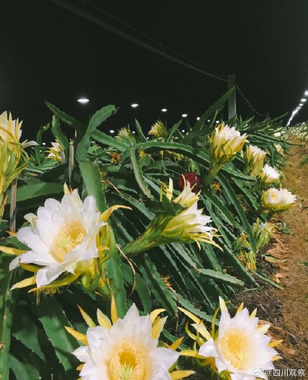 绽放！火龙果开花原来这么美