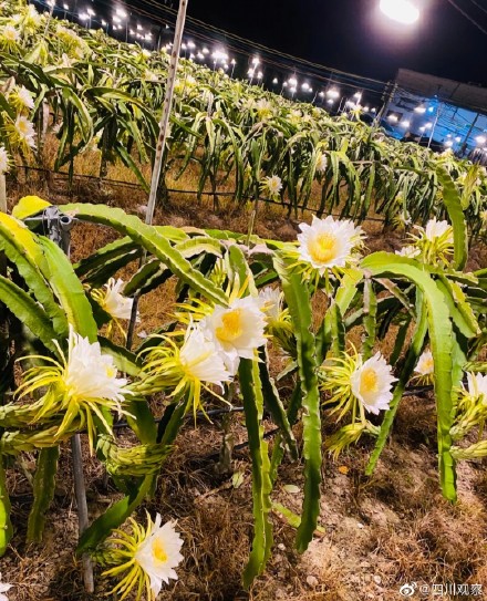 绽放！火龙果开花原来这么美