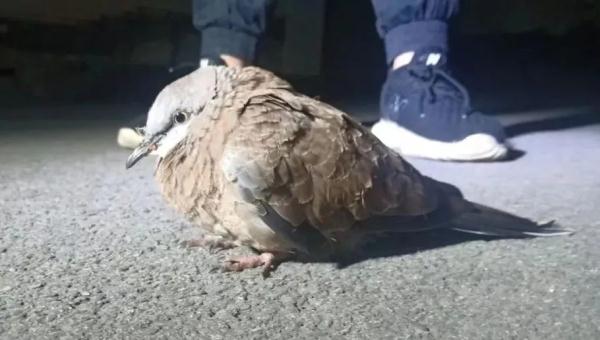 警民携手救“大鸟” 一查身份不简单 警民携手救“大鸟” 一查身份不简单