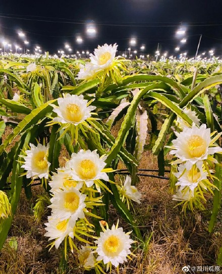 绽放！火龙果开花原来这么美