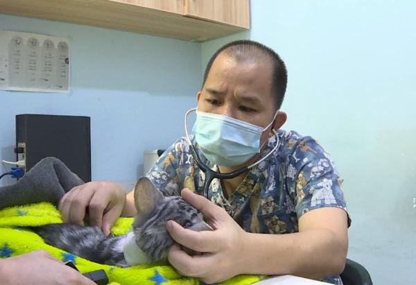 女孩撸猫导致肺部感染，医生提醒这几点很重要