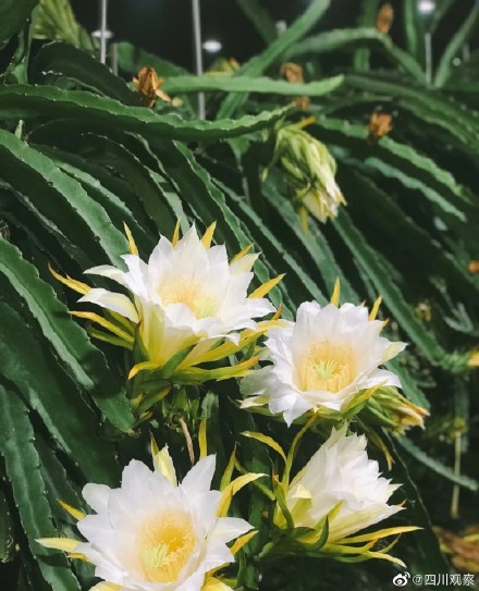 绽放！火龙果开花原来这么美