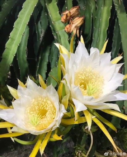 绽放！火龙果开花原来这么美