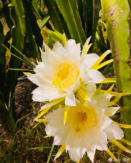 绽放！火龙果开花原来这么美