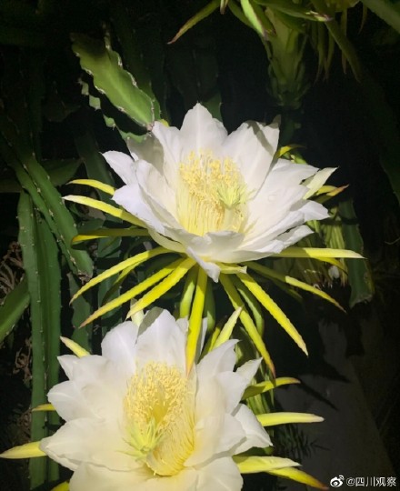 绽放！火龙果开花原来这么美