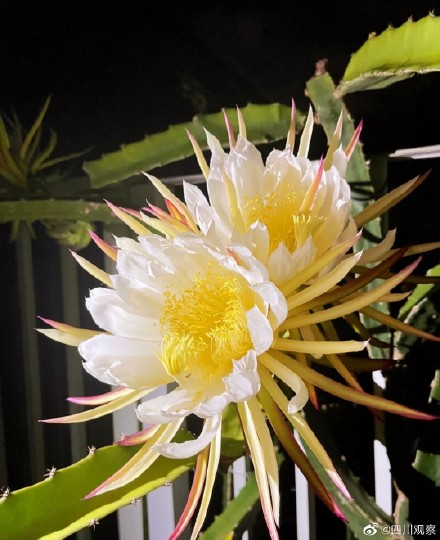 绽放！火龙果开花原来这么美
