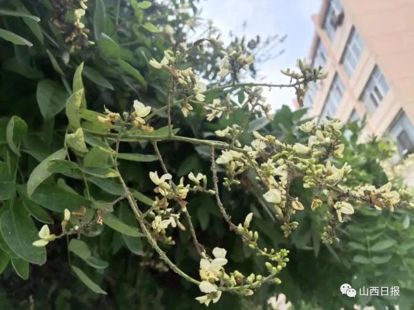 国槐落下黏糊糊的东西，是树脂还是虫胶？太原园艺人员回应