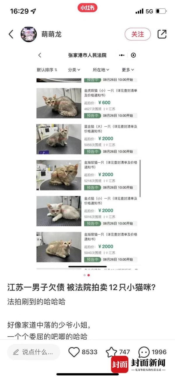 欠债不还，12只小猫咪被拍卖抵债