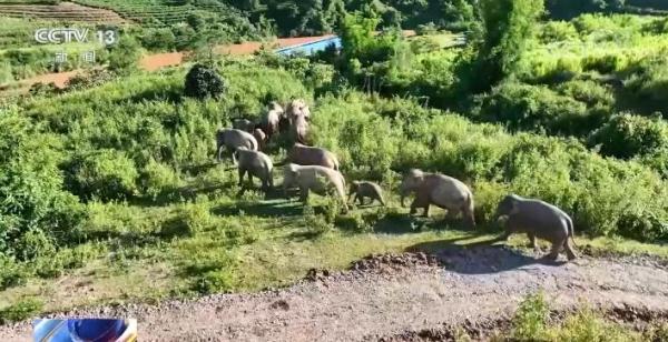 我国亚洲象种群实现稳步增加 亚洲象多项科研取得新进展