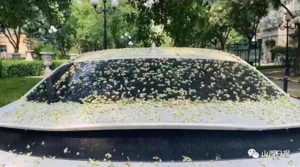 国槐落下黏糊糊的东西，是树脂还是虫胶？太原园艺人员回应