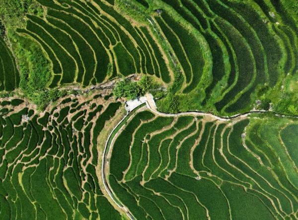 福建尤溪：多彩联合梯田 自然乡村画卷