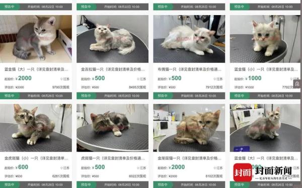 欠债不还，12只小猫咪被拍卖抵债