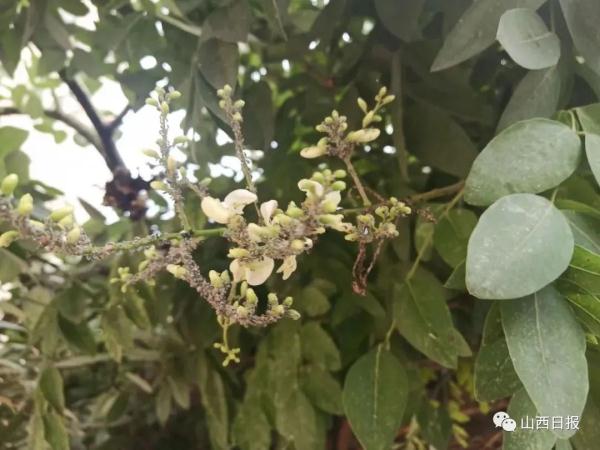 国槐落下黏糊糊的东西，是树脂还是虫胶？太原园艺人员回应