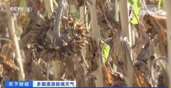 500年来最严重干旱！意大利最长河流几近干涸，已进入“紧急状态”
