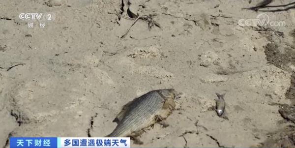 500年来最严重干旱！意大利最长河流几近干涸，已进入“紧急状态”