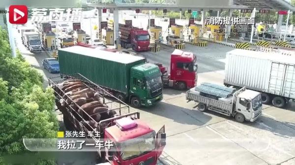 热懵了！全国多地40℃+，一大波动物中暑……广东即将加入高温群聊