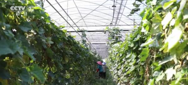 浙江杭州：干旱天气保障菜篮子 农场内排灌站浇水忙