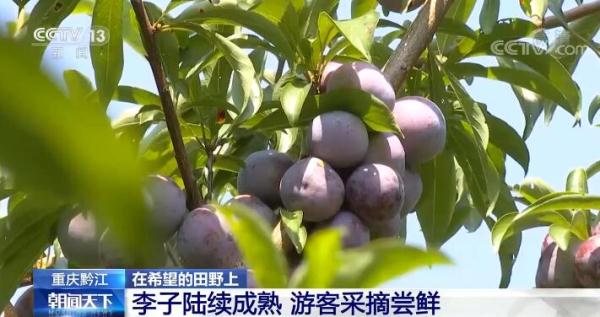 在希望的田野上 | 重庆黔江李子陆续成熟 游客采摘尝鲜
