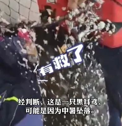 鹰中暑坠江，猪热到晕厥，高温还要持续多久？