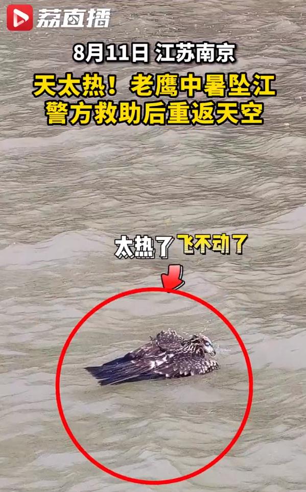 热懵了！全国多地40℃+，一大波动物中暑……广东即将加入高温群聊