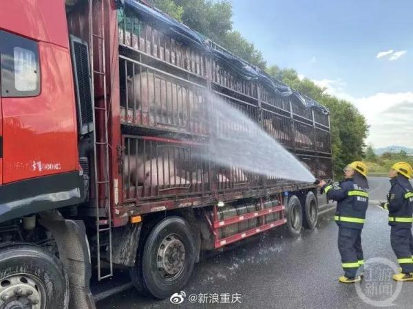 鹰中暑坠江，猪热到晕厥，高温还要持续多久？