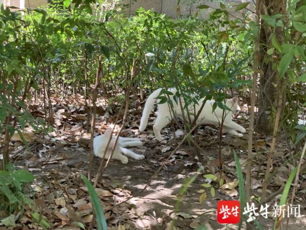 南京一小区上百人被流浪猫所伤？记者探访发现系夸大