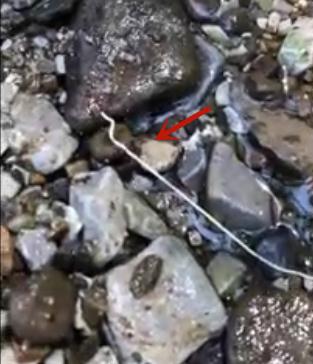 多地水域出现不明长条细虫，目击者：像面条一样！四川疾控回应