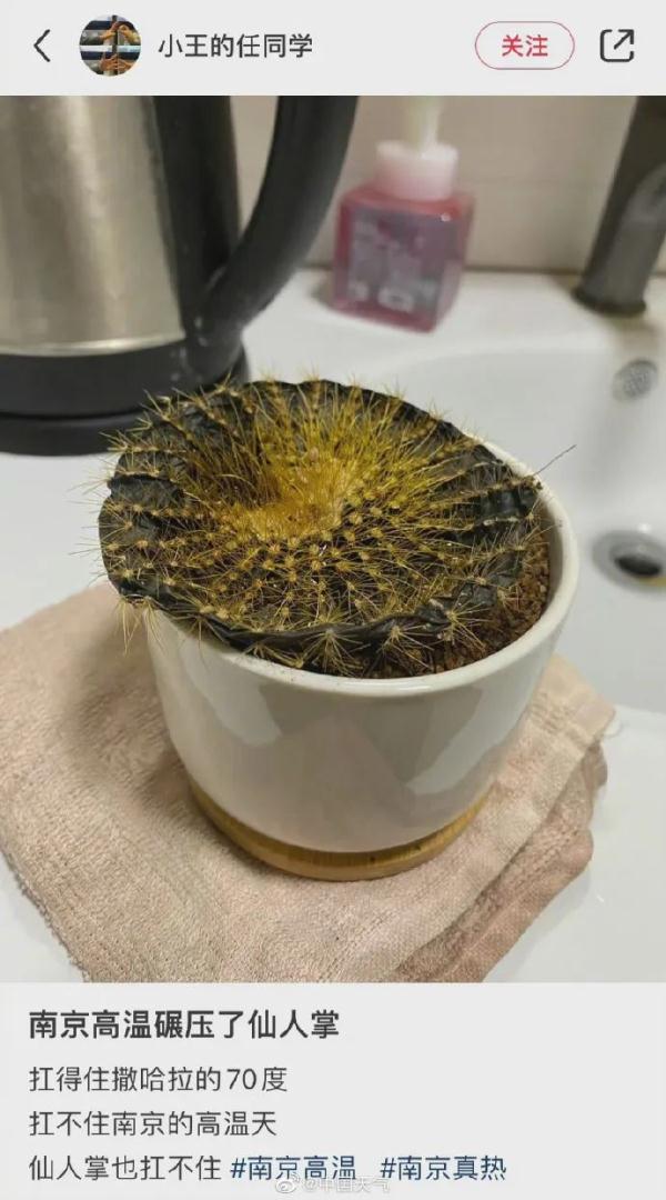 仙人掌“化了”、活虾“熟了”、冰墩墩“晒黑了”……68个国家站气温破极值，有你家乡吗？