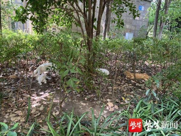 南京一小区上百人被流浪猫所伤？记者探访发现系夸大