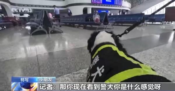 特殊“铁警”烈日下坚守岗位 靠嗅觉保障暑运安全
