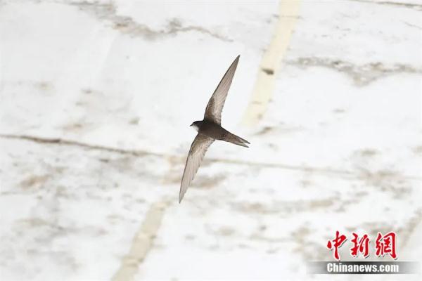 一生几乎不落地的它,为何选在北京“安家”? 一生几乎不落地的它,为何选在北京“安家”?