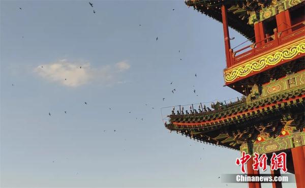 一生几乎不落地的它,为何选在北京“安家”? 一生几乎不落地的它,为何选在北京“安家”?