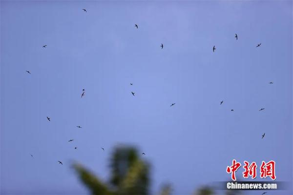 一生几乎不落地的它,为何选在北京“安家”? 一生几乎不落地的它,为何选在北京“安家”?