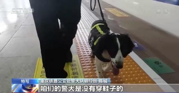特殊“铁警”烈日下坚守岗位 靠嗅觉保障暑运安全