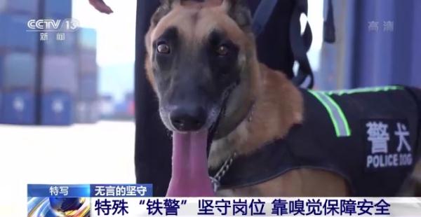 特殊“铁警”烈日下坚守岗位 靠嗅觉保障暑运安全