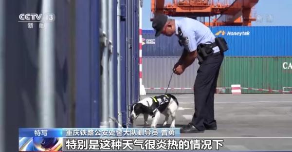 特殊“铁警”烈日下坚守岗位 靠嗅觉保障暑运安全