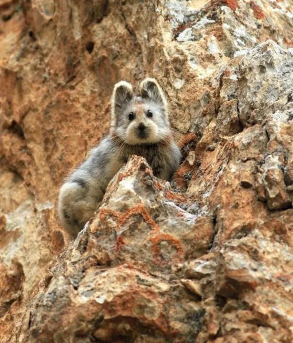 以名贵药材为食,消失8年后它再现身! 以名贵药材为食,消失8年后它再现身!