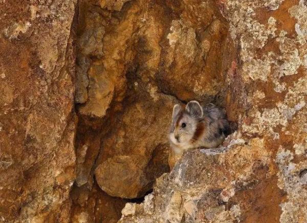 以名贵药材为食,消失8年后它再现身! 以名贵药材为食,消失8年后它再现身!